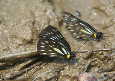 Papillon au Népal