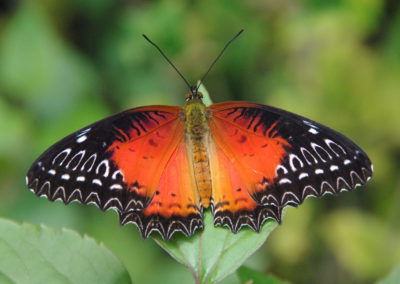Papillon coloré au Népal
