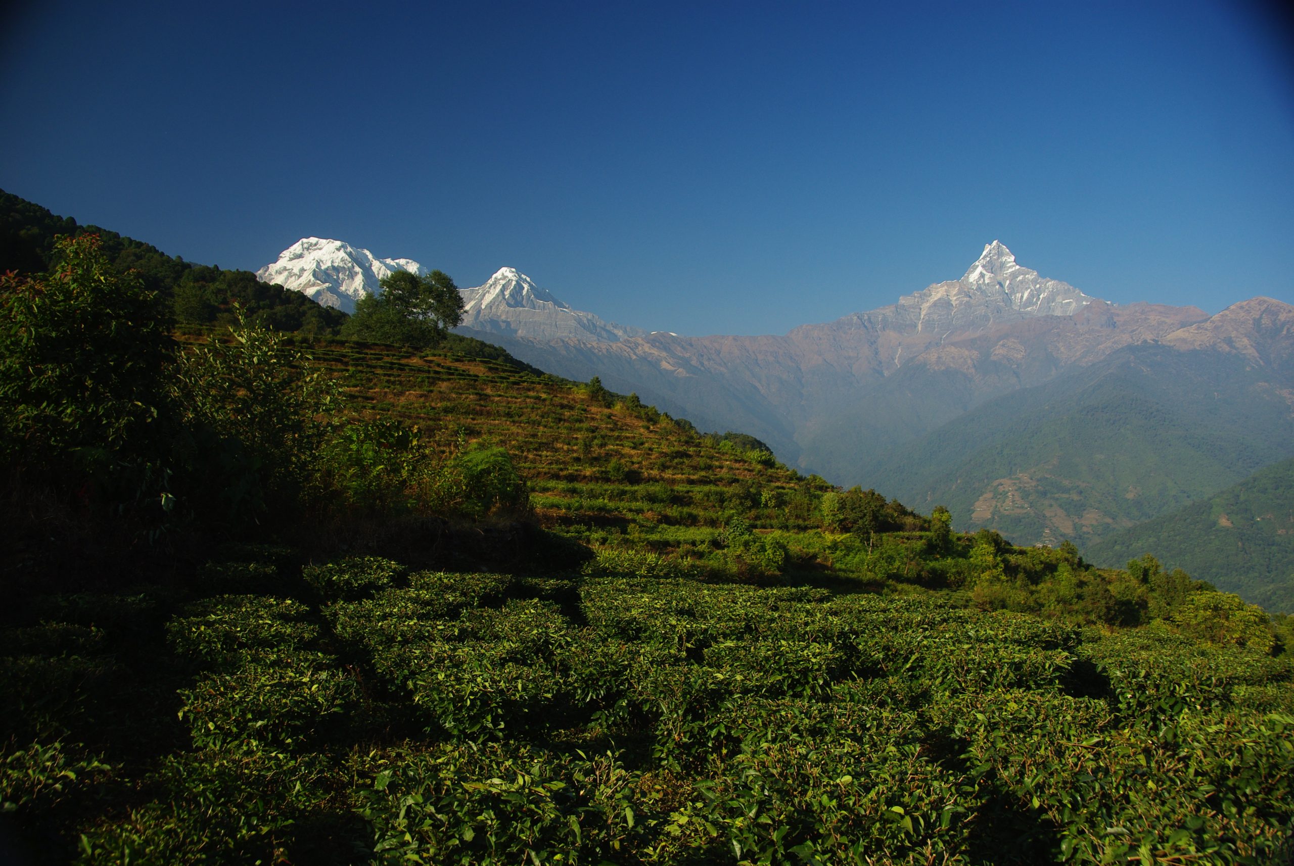 Plantation de thé au Népal, trek facile
