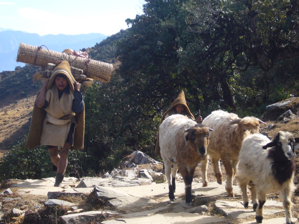 Berger Gurung vers le Rupina La, région du Manaslu